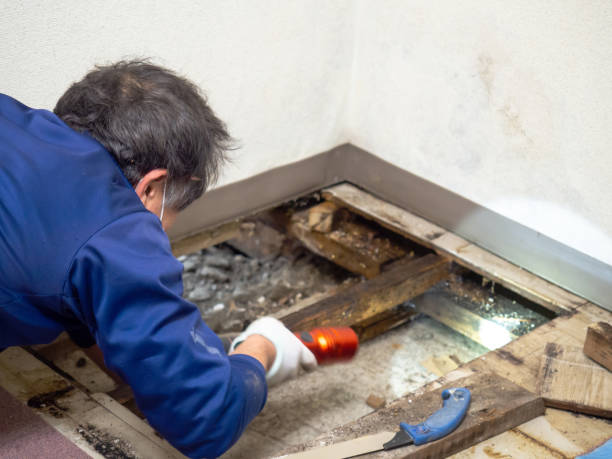 Best Commercial Mold Remediation in New Tazewell, TN