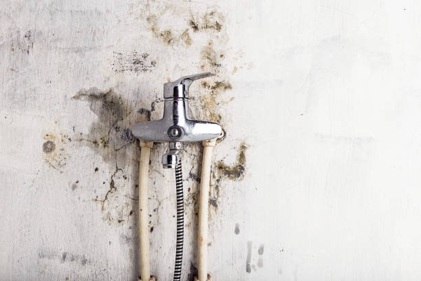 Best Mold Remediation for Specific Building Types in New Tazewell, TN