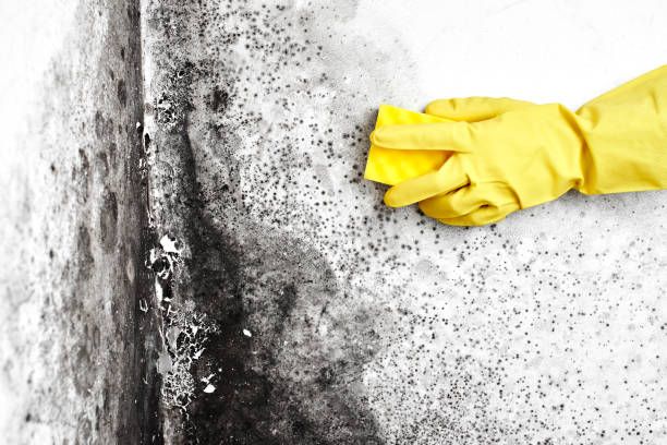 Best Insurance-Related Mold Remediation in New Tazewell, TN