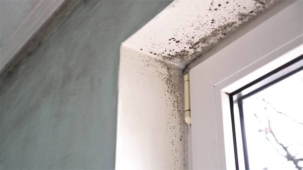 Best Mold Testing and Inspection Services in New Tazewell, TN
