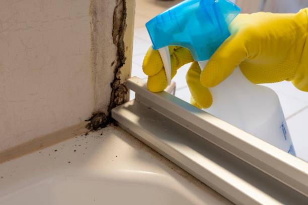 Best Residential Mold Remediation in New Tazewell, TN