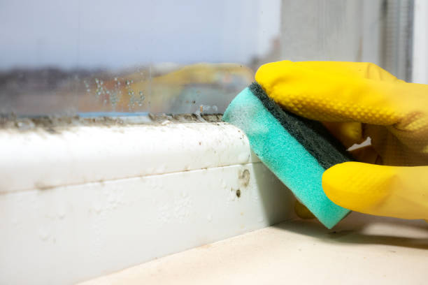 Best HVAC Mold Remediation in New Tazewell, TN