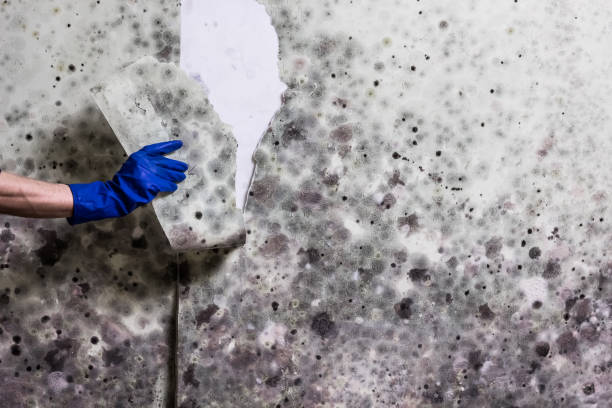 Best Insurance-Related Mold Remediation in New Tazewell, TN